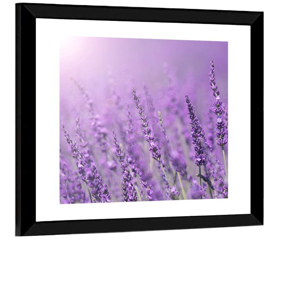 Lavender Field Wall Art