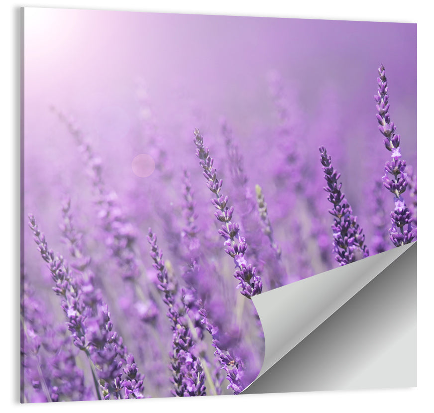 Lavender Field Wall Art