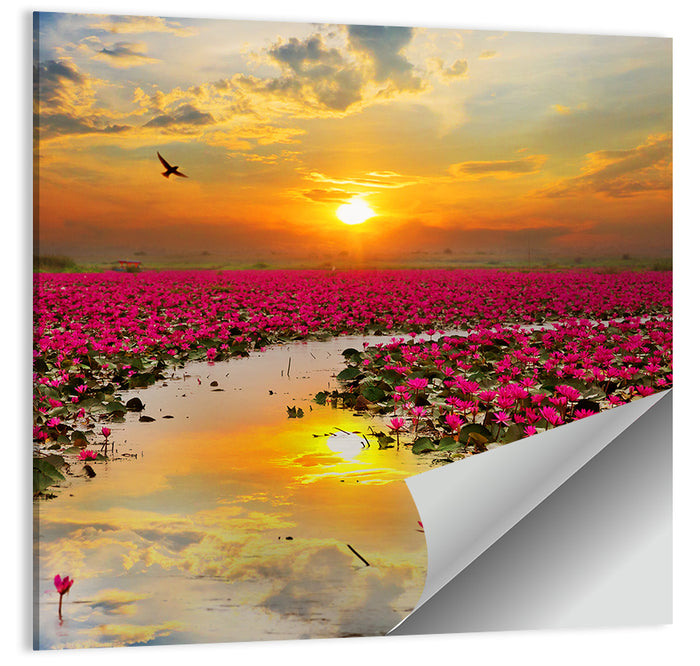 Golden Hour Lotus Field Wall Art as a poster print