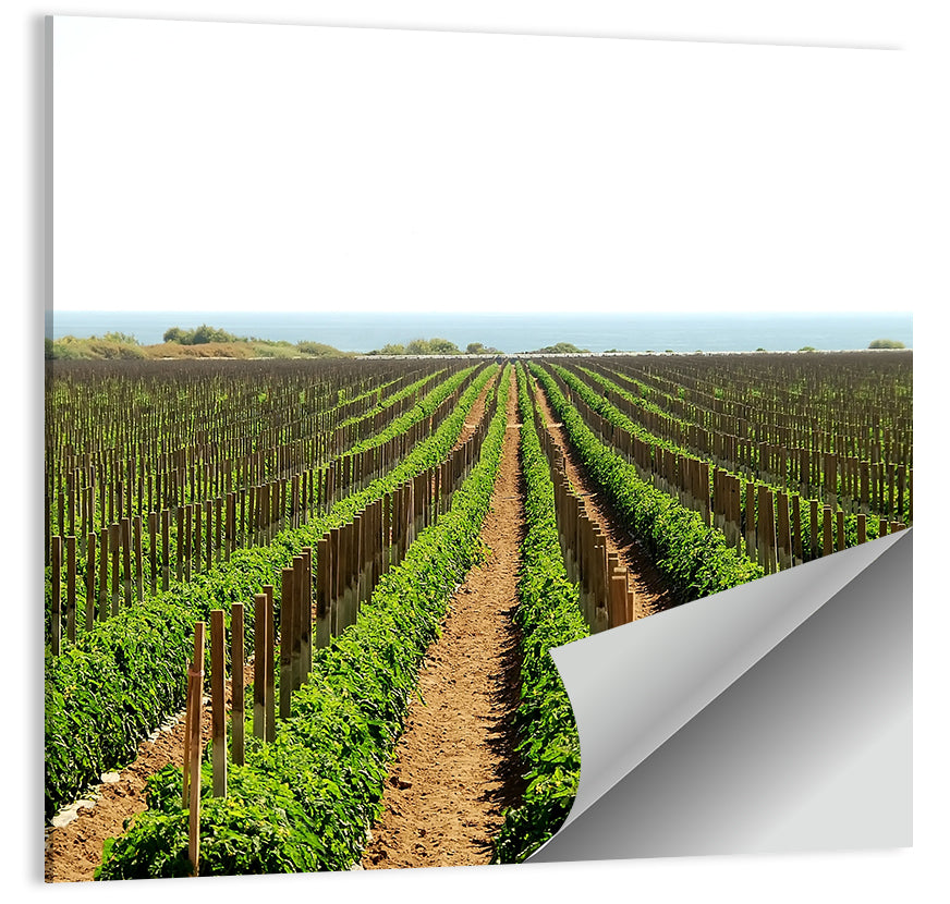 Tomato Fields Wall Art
