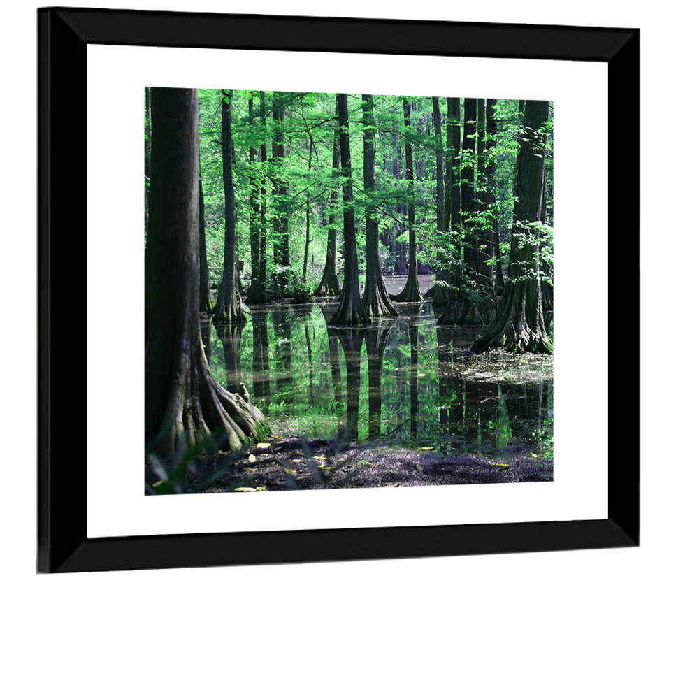 Congaree Swamp Columbia Wall Art