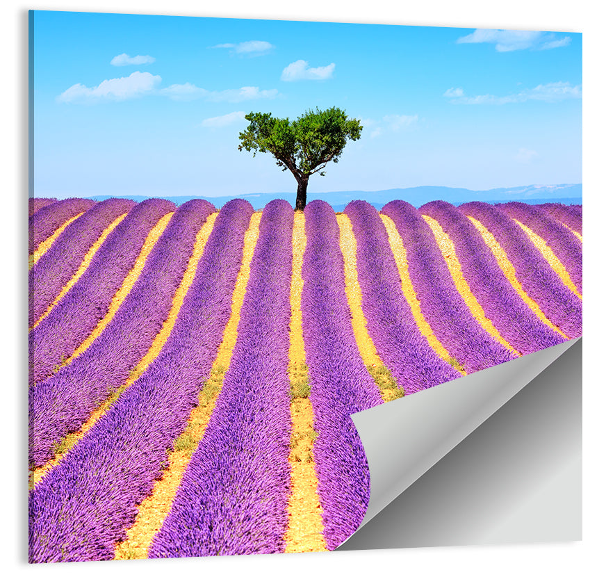 Lavender Field Wall Art