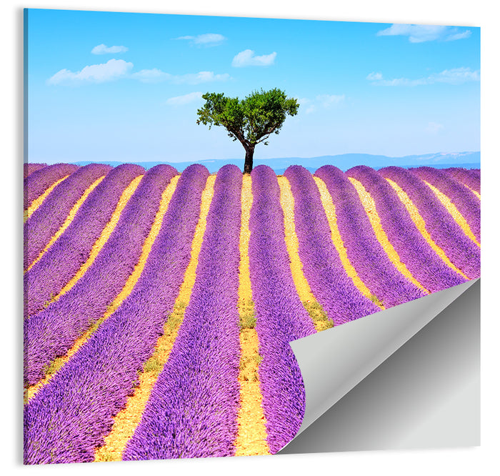 Lavender Field Wall Art as a poster print