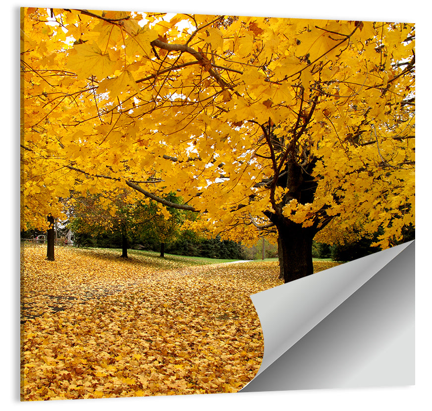 Baltimore Fall Foliage Wall Art