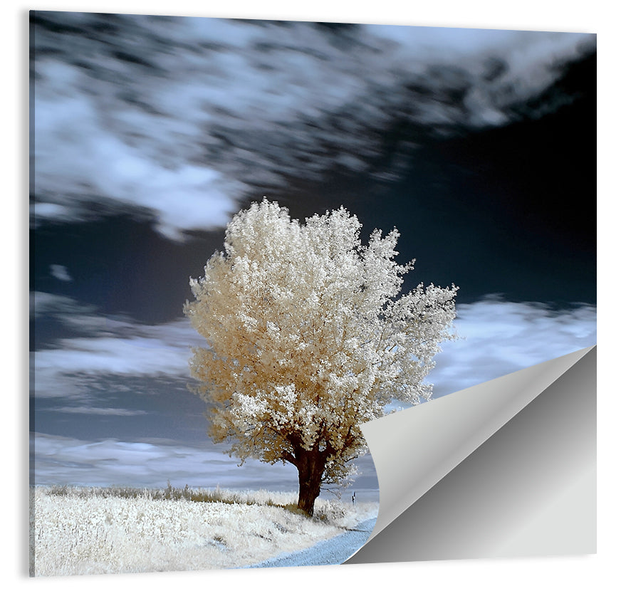 Infrared Winter Willow Tree Wall Art, poster print, square