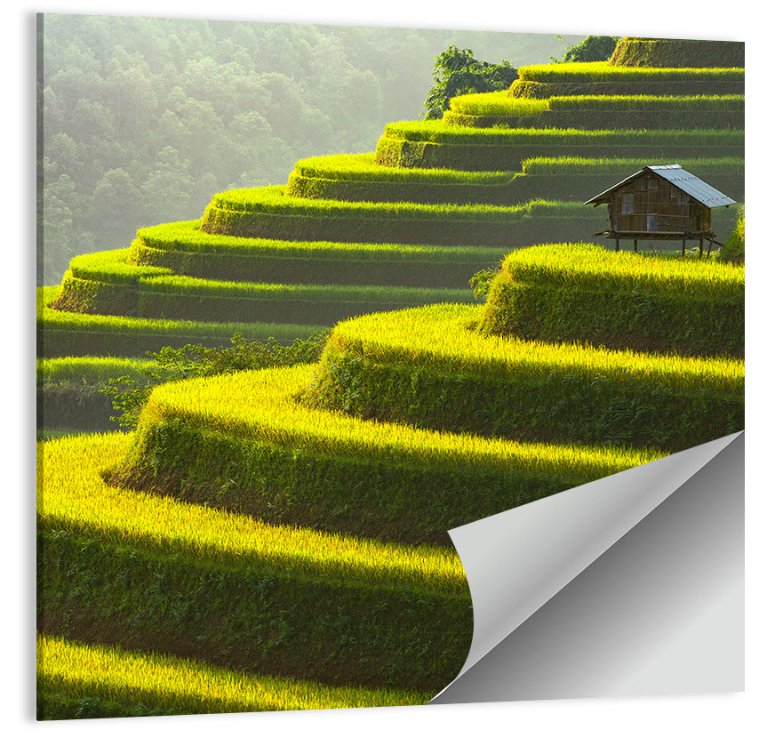 Rice Fields Wall Art