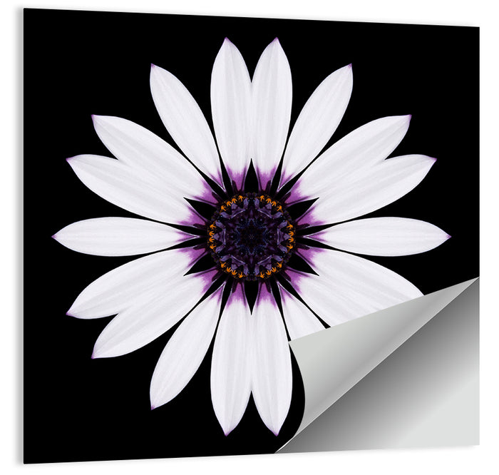 White Daisy Mandala on Black Wall Art as a poster print
