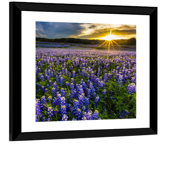 Texas Bluebonnet Field at Sunset Wall Art as a framed print