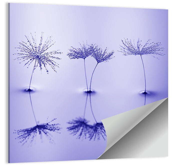 Blue Dandelion Seeds with Reflections Wall Art as a poster print