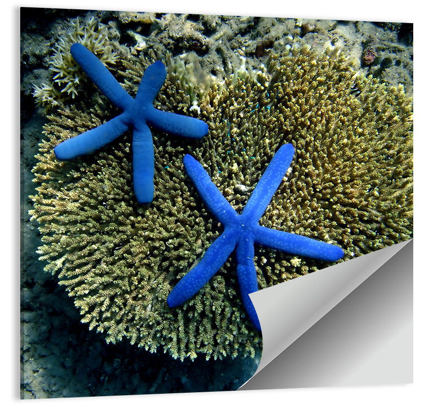 Blue Starfish Wall Art