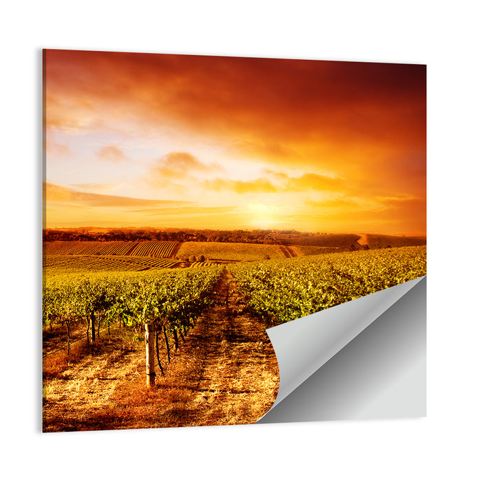 Australian Vineyard Sunset Wall Art as a poster print