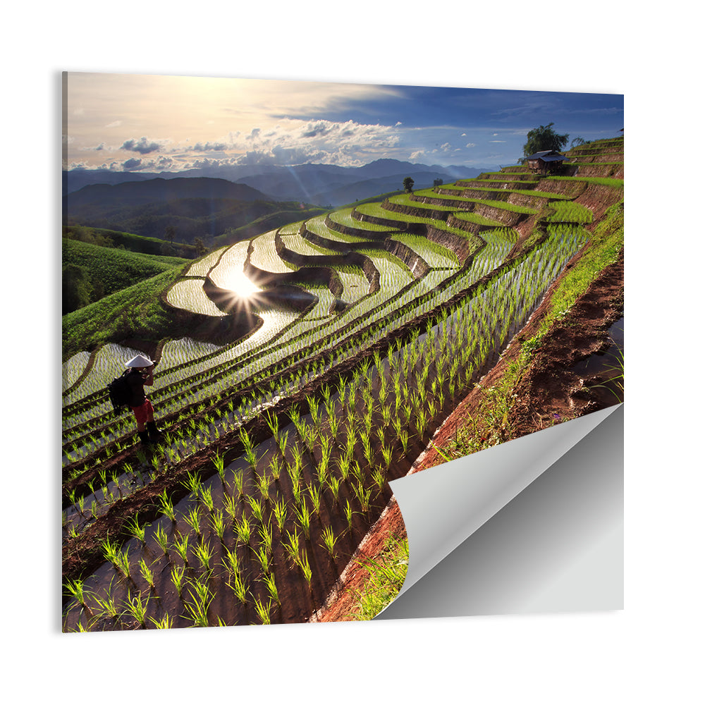 Chiang Mai Rice Fields Wall Art