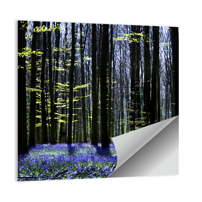 Bluebell Symphony Wall Art as a poster print