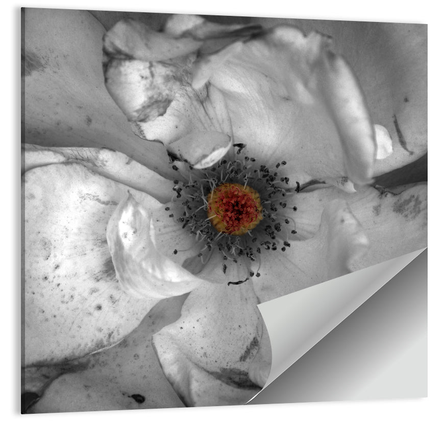 Flower Closeup Wall Art