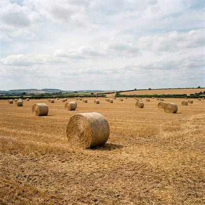 Farmhouse wall decor scene of round hay bales standing in a harvested field under a wide sky