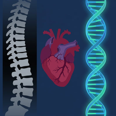 Medical wall art, a spine X-ray illustration beside an anatomical heart and a glowing DNA helix on a dark blue background