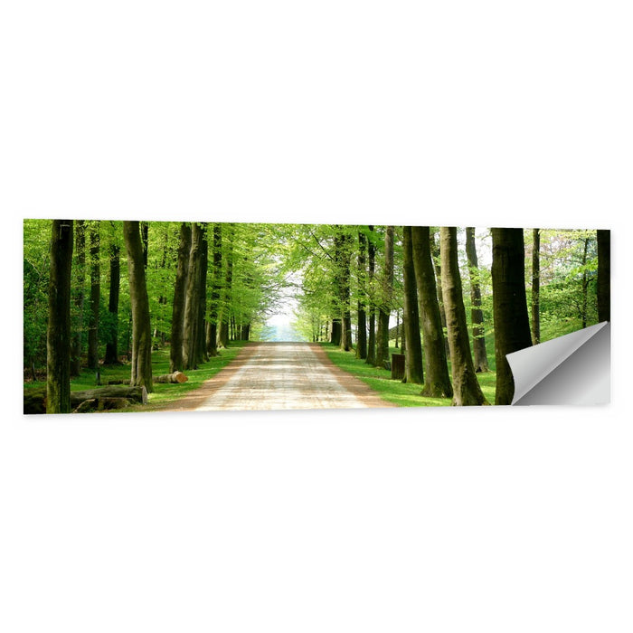 Sunlit Tree-lined Path Wall Art as a poster print