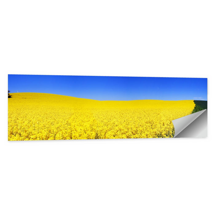 Sunlit Rapeseed Field Wall Art as a poster print