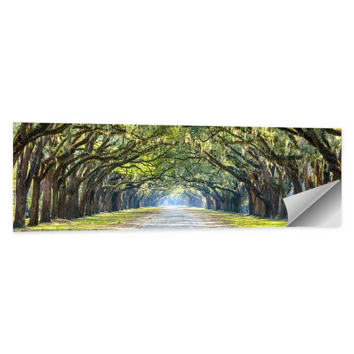 Spanish Moss Oak Alley Wall Art as a poster print