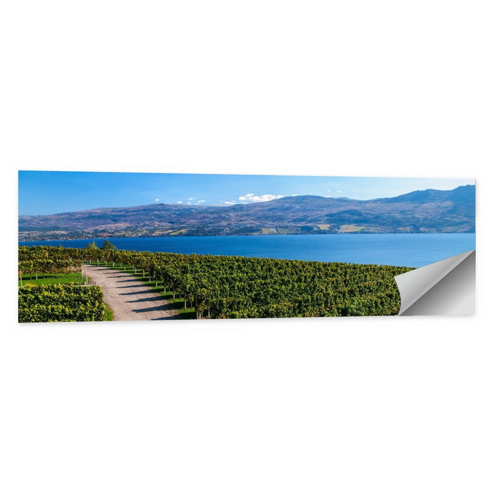 Lake Okanagan Vineyard Path Wall Art as a poster print