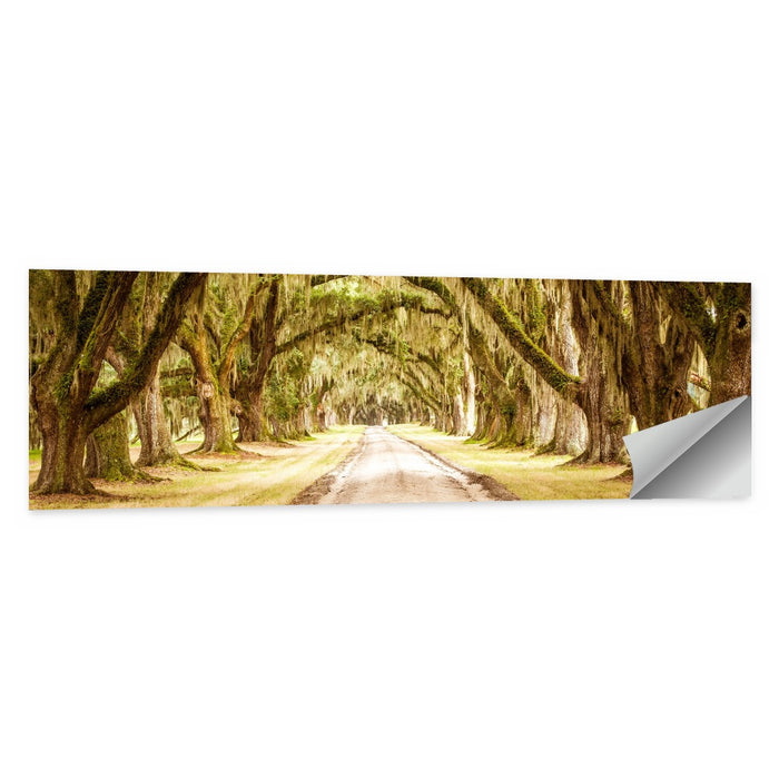 Oak Pathway Under Spanish Moss Wall Art as a poster print