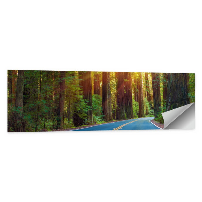 Sunlit Redwood Highway Wall Art as a poster print