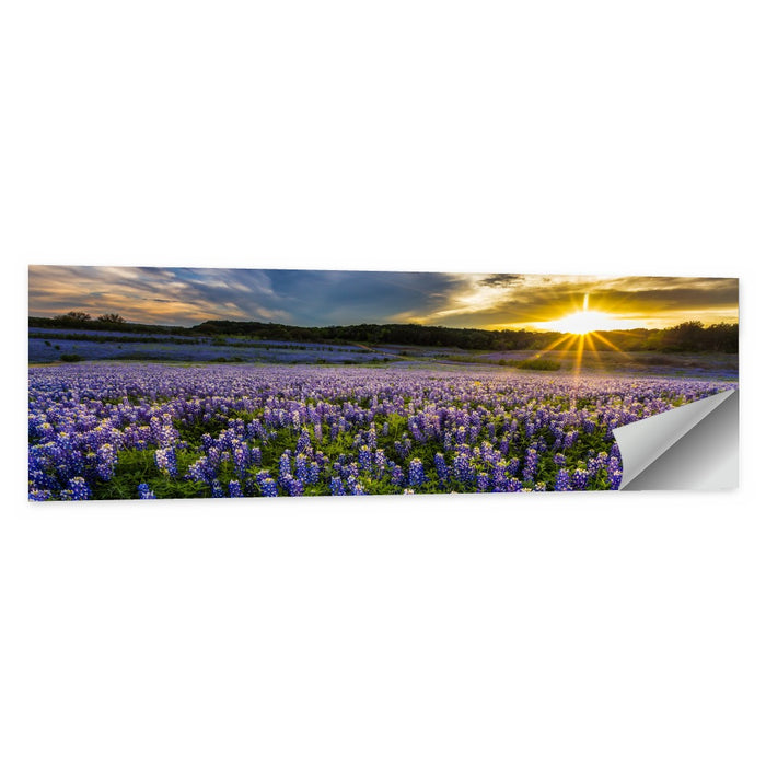 Texas Bluebonnet Field at Sunset Wall Art as a poster print