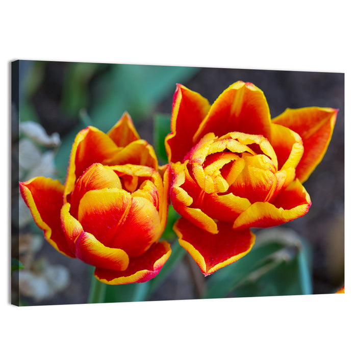 Red Tulips Close-up Wall Art as a canvas print