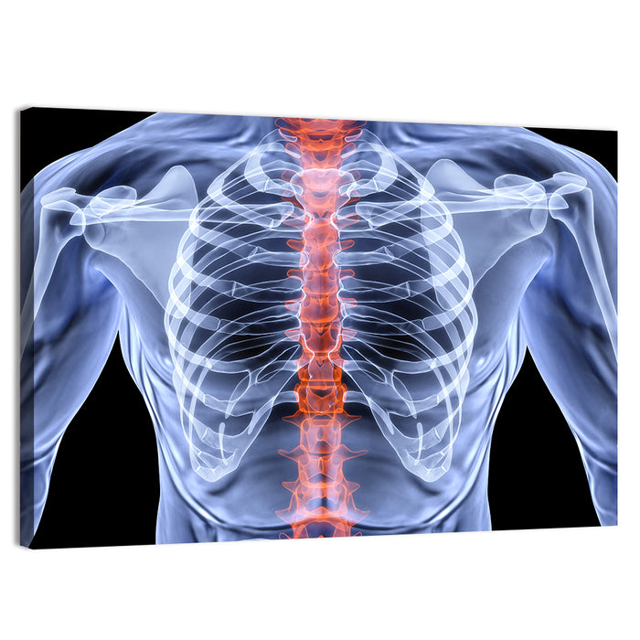 Male Spine X-ray Illustration Wall Art as a canvas print