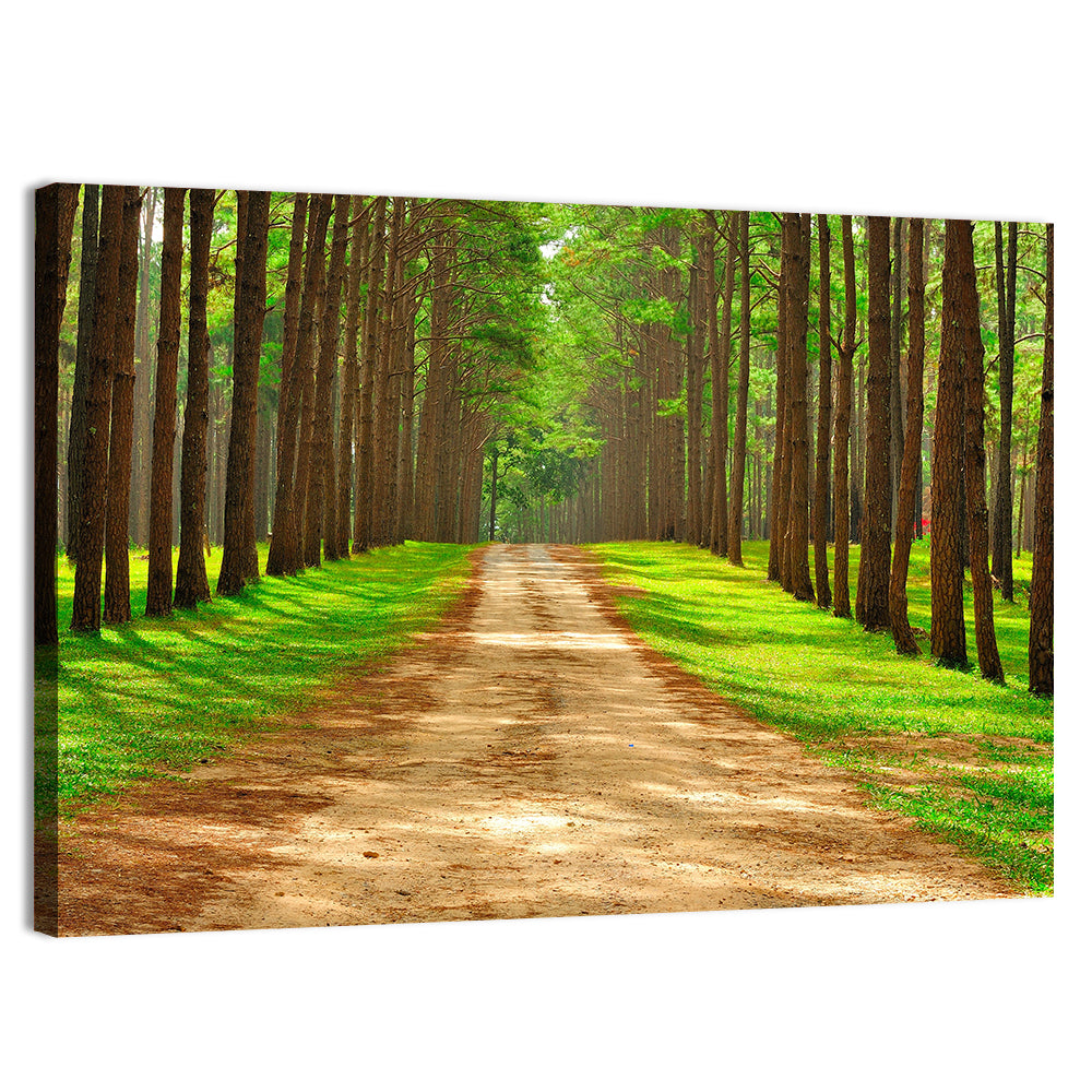 Thailand Pine Forest Path Wall Art