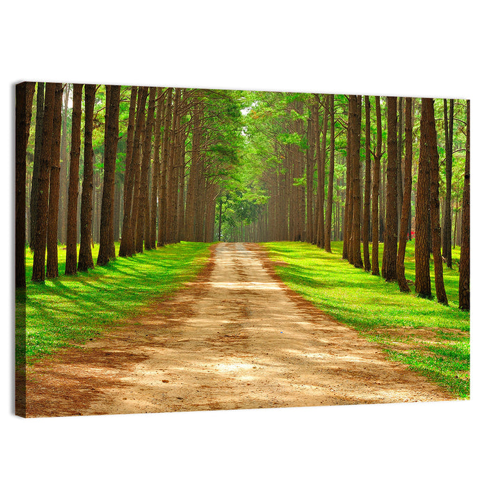 Thailand Pine Forest Path Wall Art as a canvas print