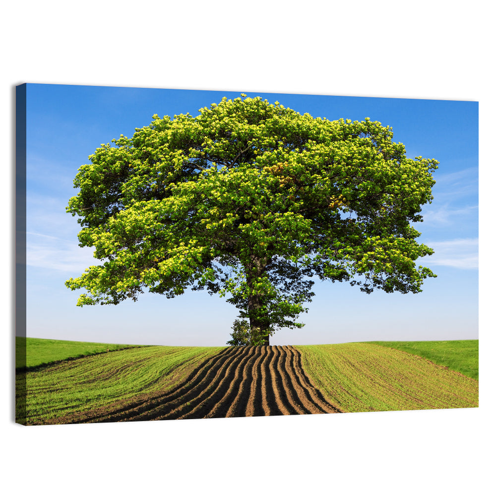 Solitary Tree on Plowed Hill Wall Art