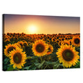 Sunflower Field at Sunset Wall Art