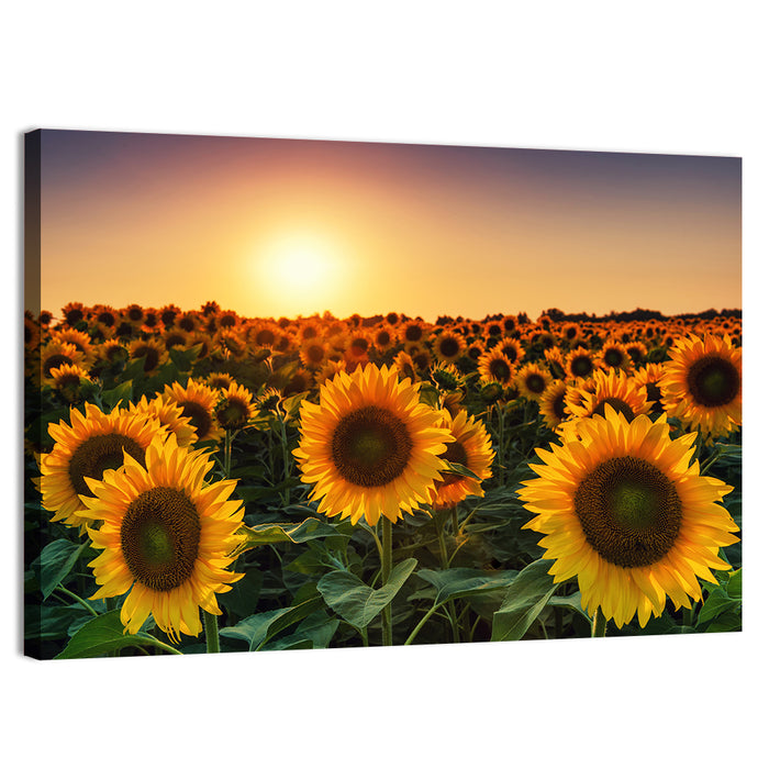Sunflower Field at Sunset Wall Art as a canvas print