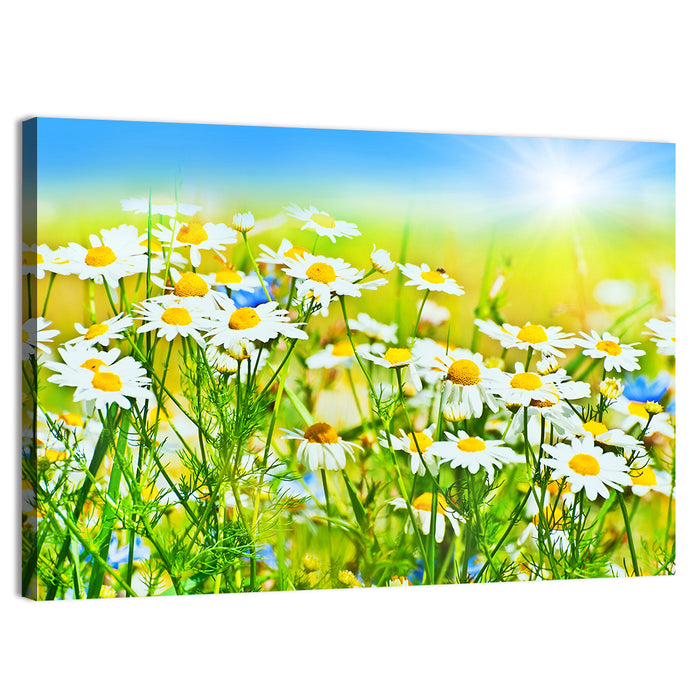 Sunlit Daisy Field Wall Art as a canvas print