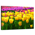 Yellow Tulips in Bloom Wall Art