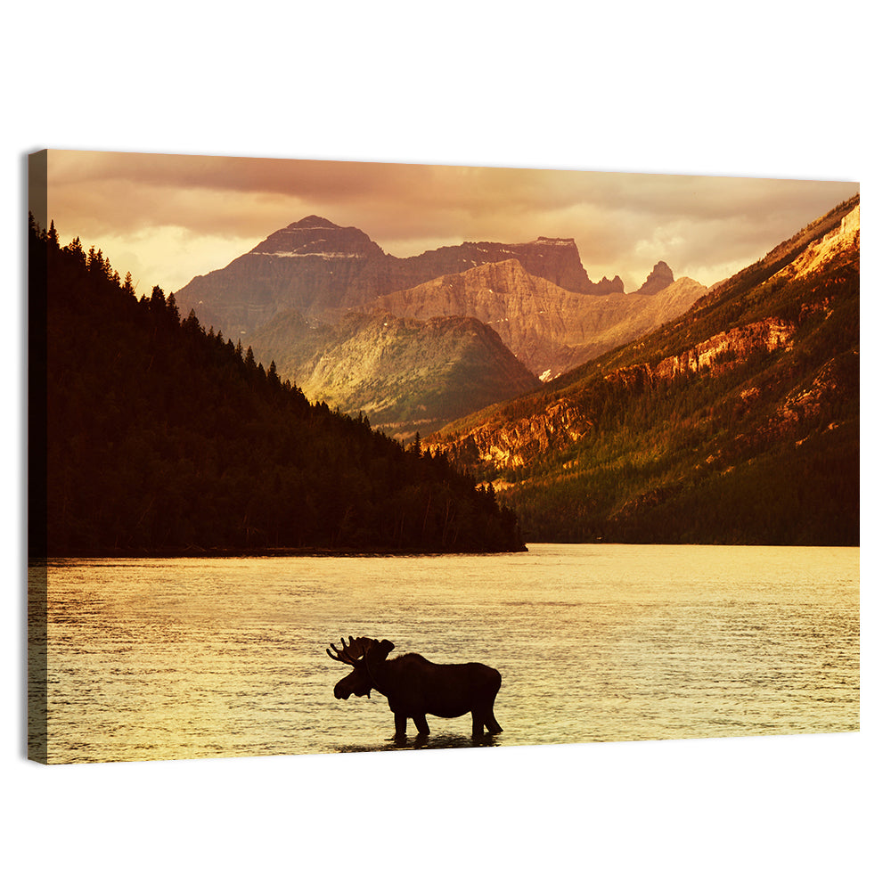 Waterton Lakes Moose at Golden Dusk Wall Art