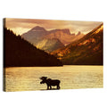 Waterton Lakes Moose at Golden Dusk Wall Art