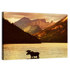 Waterton Lakes Moose at Golden Dusk Wall Art