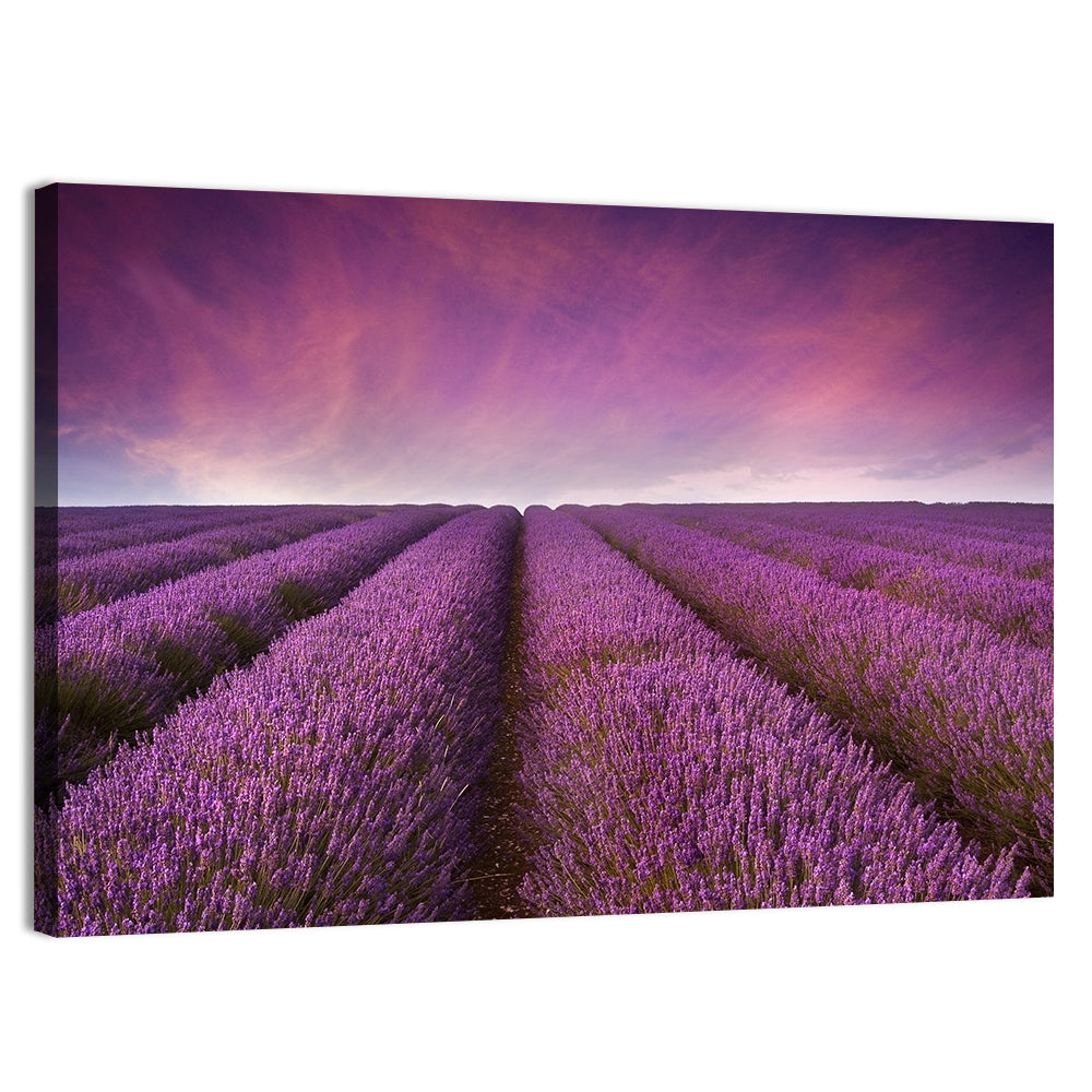 Lavender Field Sunset Wall Art, canvas print, landscape