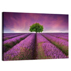 Lavender Field at Sunset Wall Art