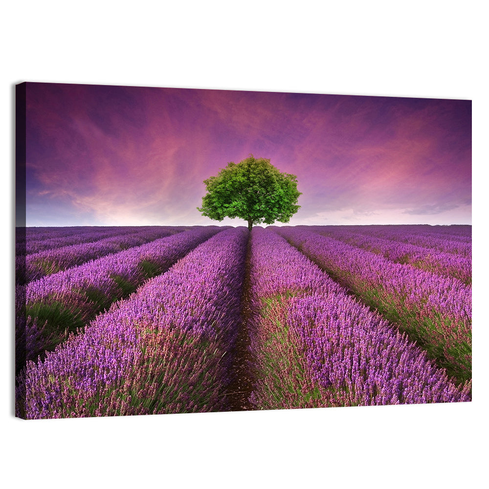 Lavender Field at Sunset Wall Art