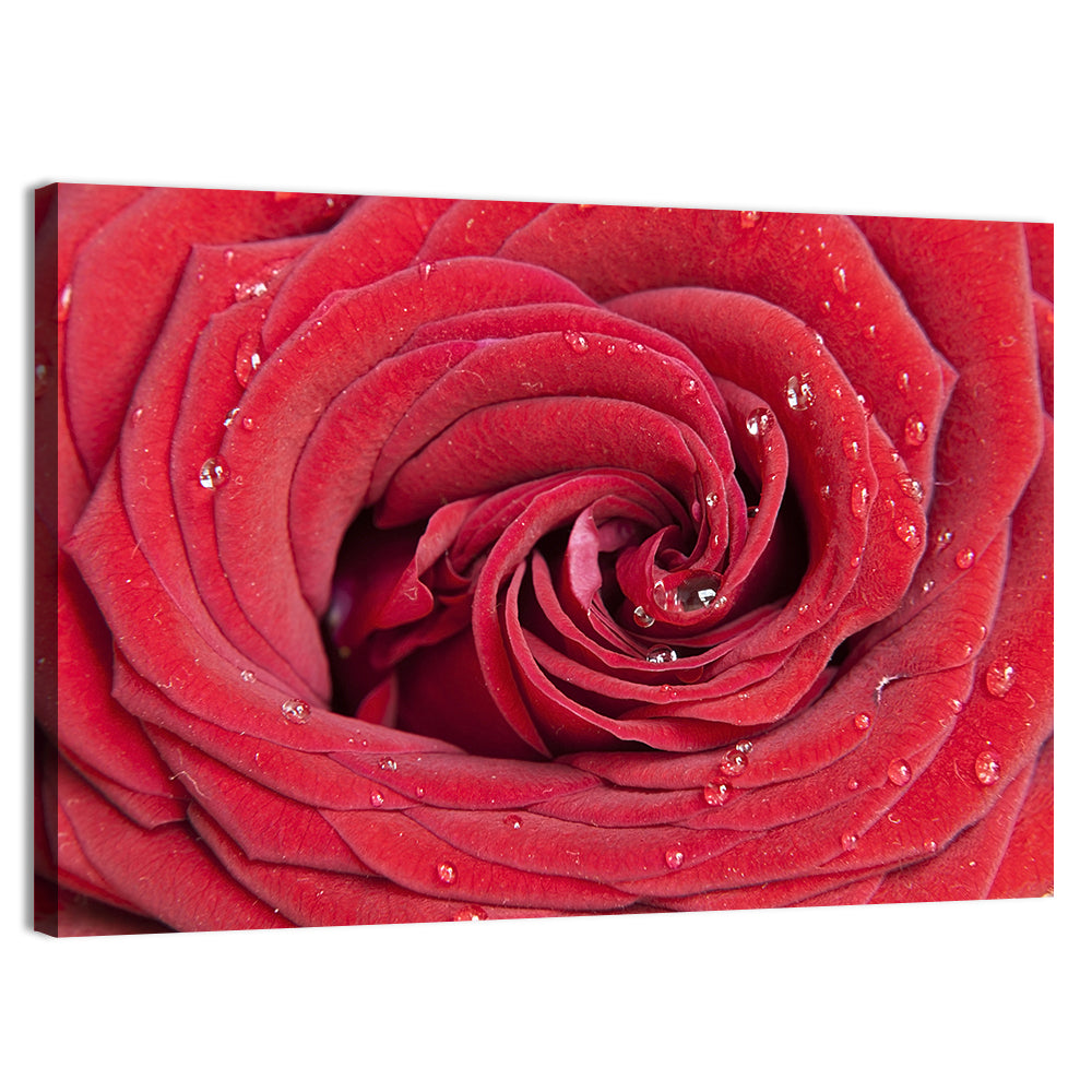 Crimson Rose Spiral Closeup Wall Art, canvas print, landscape