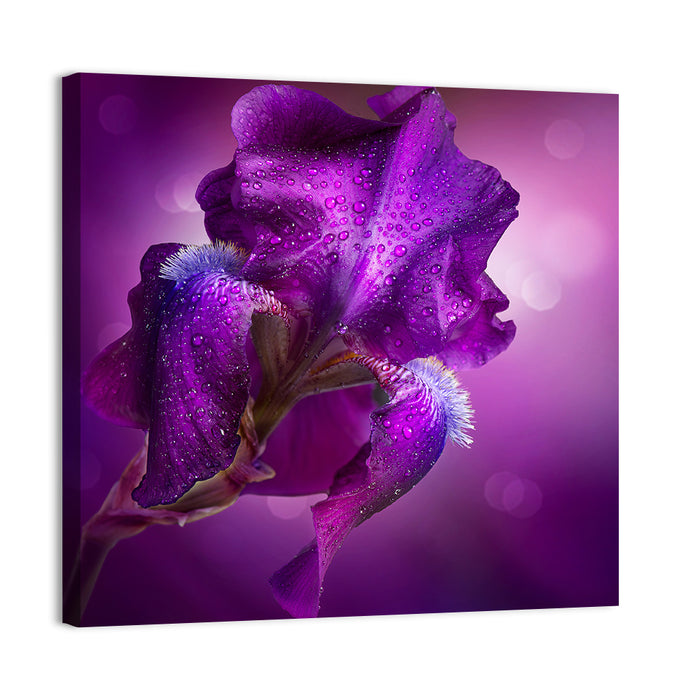 Purple Iris Macro Wall Art as a canvas print