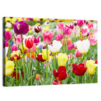 Spring Tulip Close-up Wall Art