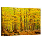 Catoctin Autumn Forest Wall Art