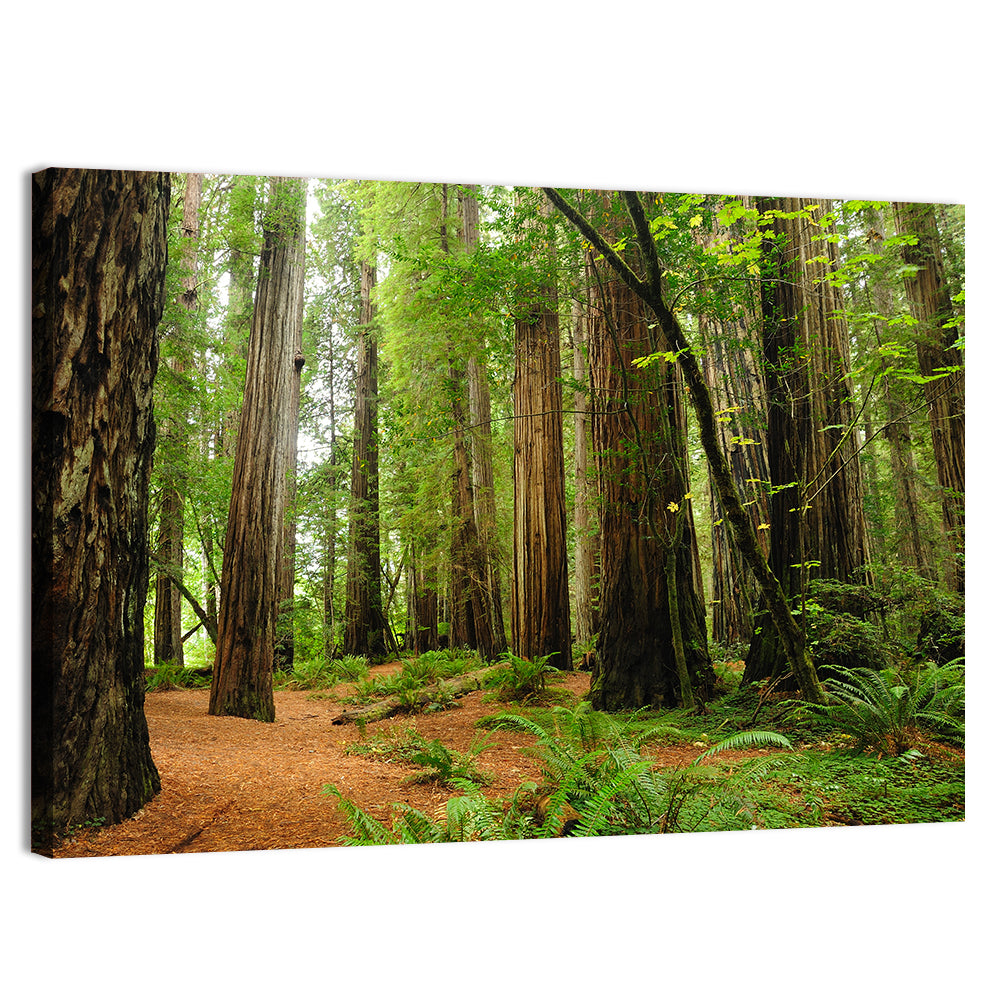 Towering Redwood Canopy Wall Art