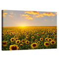 Sunflower Field at Sunset Wall Art