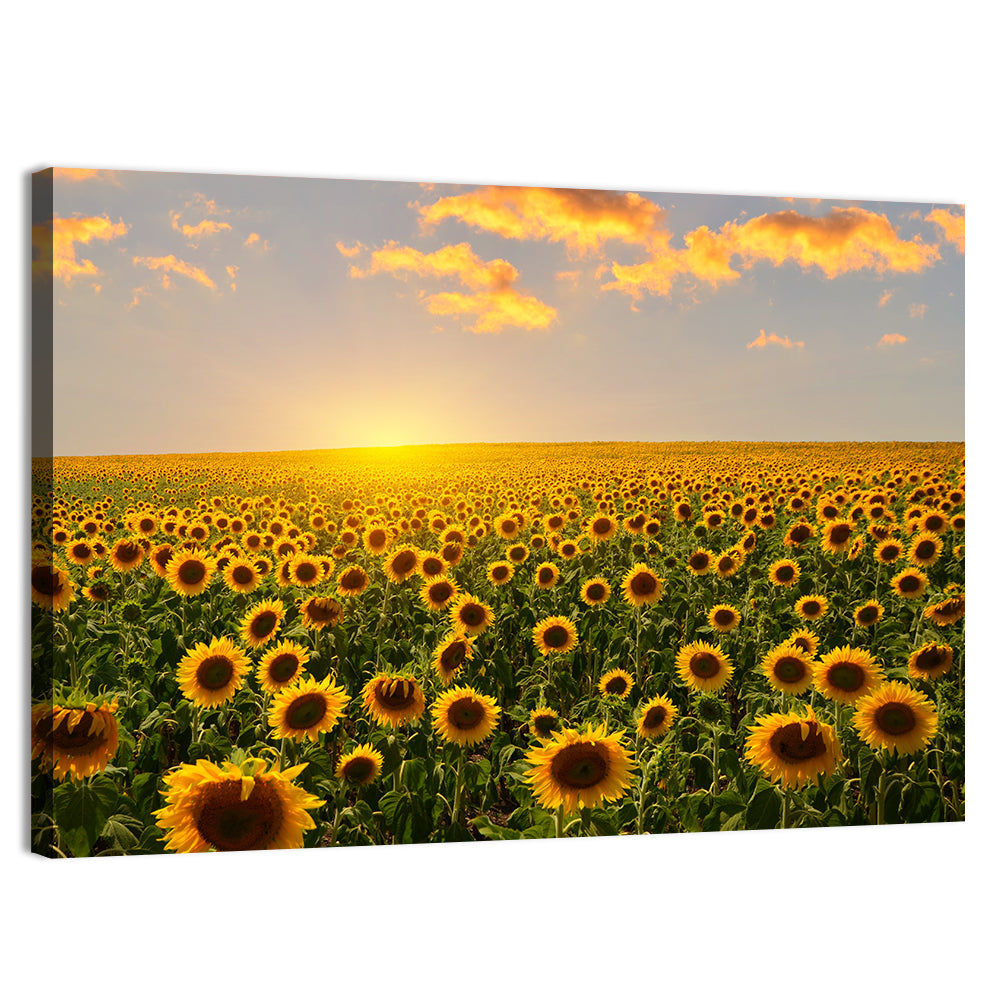 Sunflower Field at Sunset Wall Art, canvas print, landscape