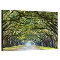 Spanish Moss Oak Alley Wall Art